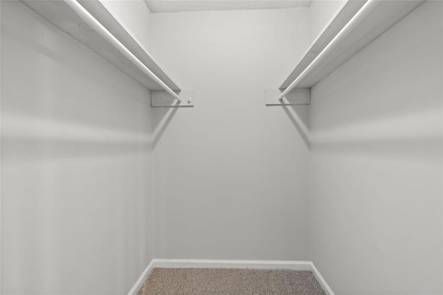 spacious closet featuring carpet flooring