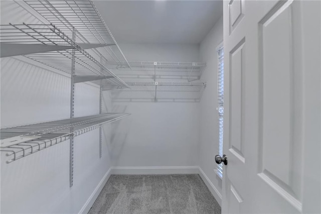 walk in closet featuring carpet floors