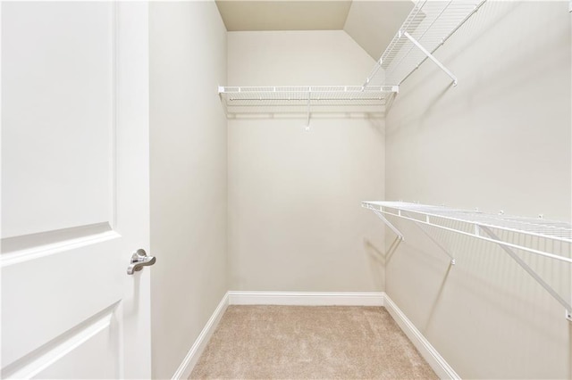 walk in closet with carpet flooring