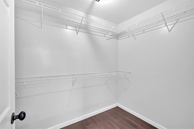 spacious closet featuring dark wood finished floors