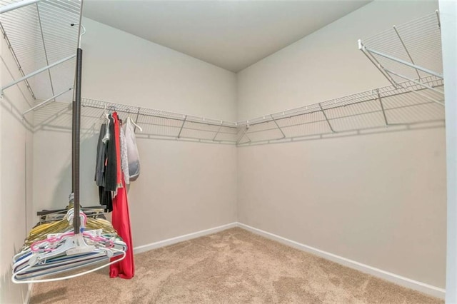 walk in closet featuring carpet flooring