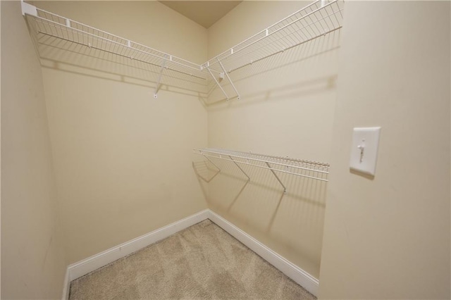 walk in closet with carpet flooring