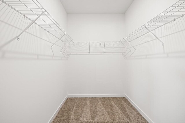 walk in closet with carpet flooring