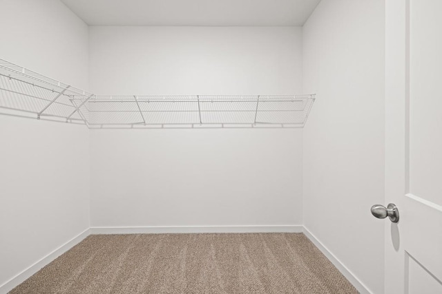 spacious closet featuring carpet