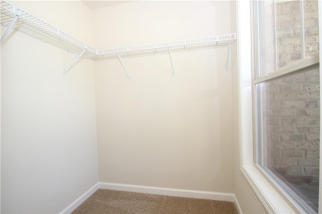 spacious closet with carpet