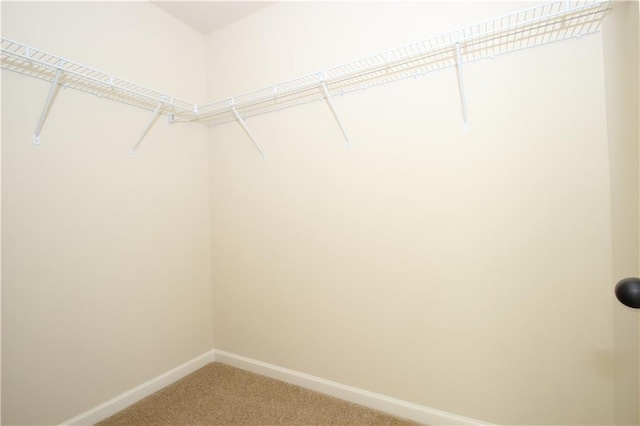 walk in closet with carpet floors