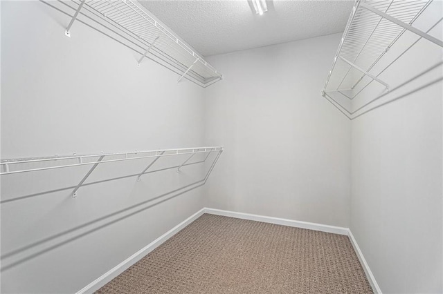 spacious closet featuring carpet floors