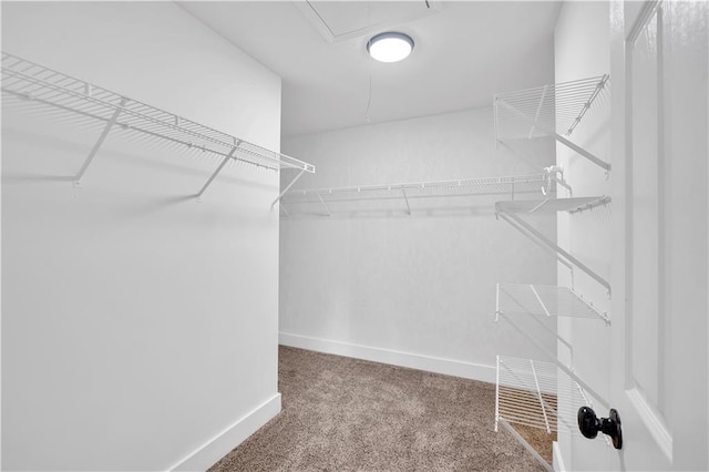 walk in closet with attic access and carpet floors