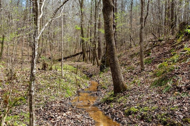 view of local wilderness