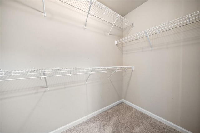 spacious closet featuring carpet floors