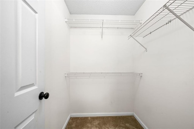 walk in closet with carpet floors