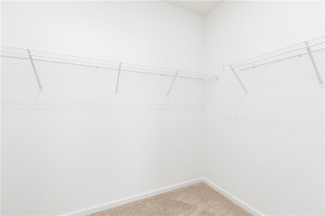 spacious closet featuring carpet