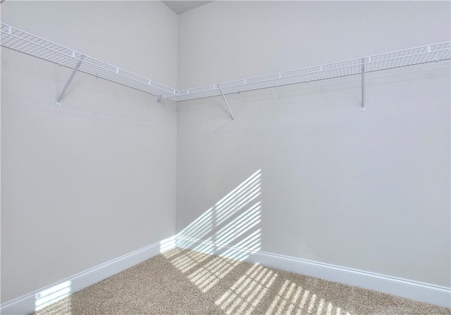 walk in closet featuring carpet flooring