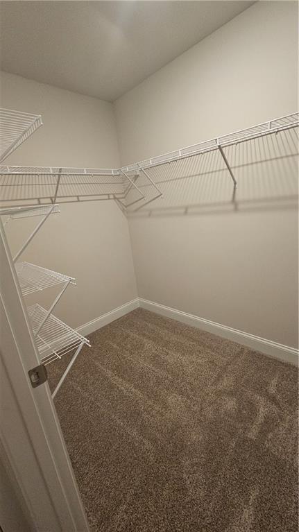 walk in closet with carpet