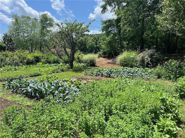 view of local wilderness