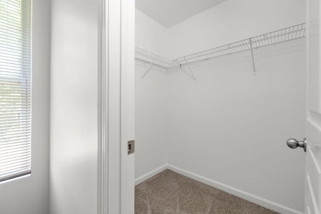 spacious closet with carpet