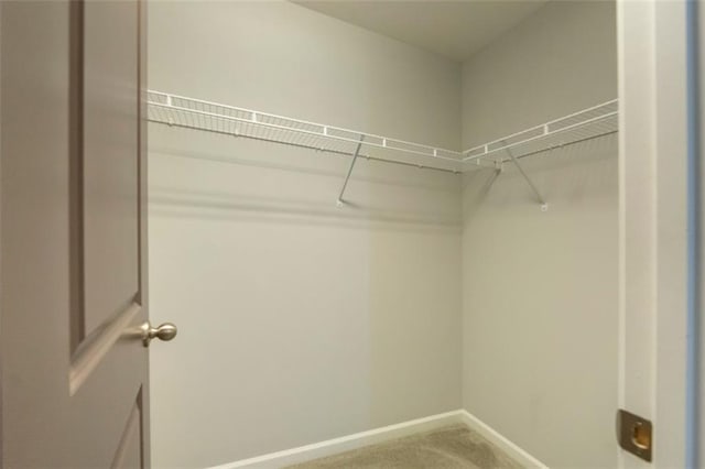 spacious closet featuring carpet flooring