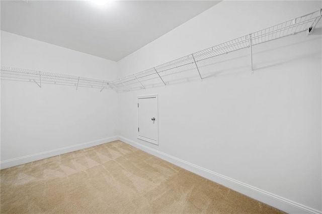 walk in closet with carpet floors