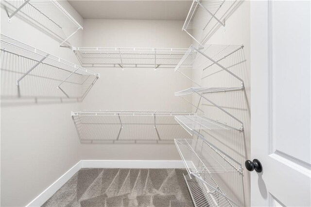 walk in closet with carpet flooring