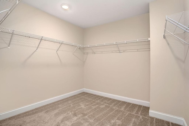 walk in closet with carpet floors