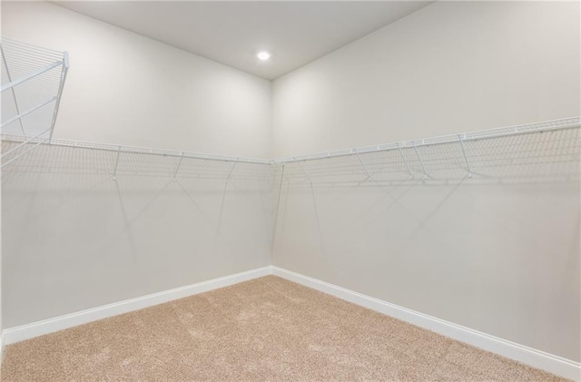 spacious closet featuring carpet