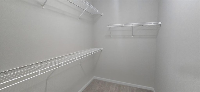 walk in closet featuring carpet flooring