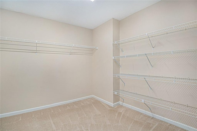 spacious closet featuring carpet