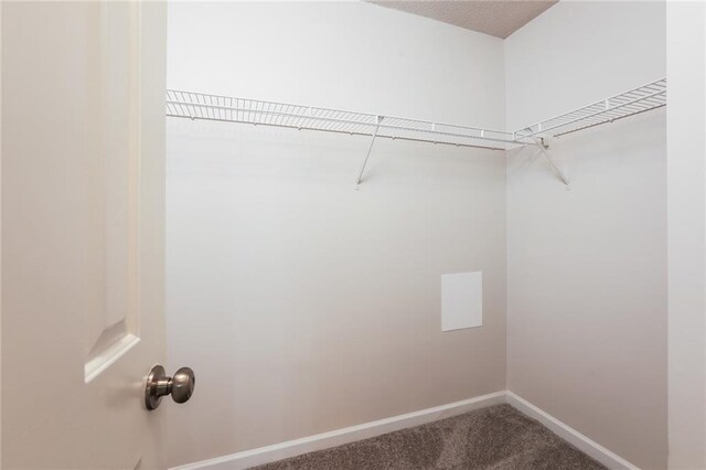 spacious closet featuring carpet floors