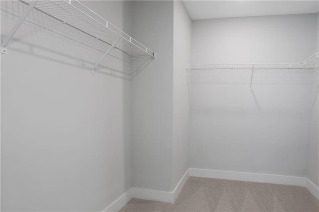 spacious closet featuring carpet floors