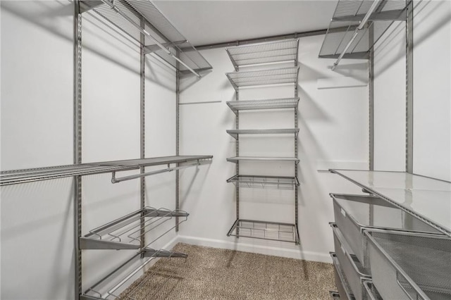 walk in closet featuring carpet flooring