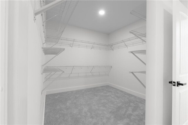 spacious closet featuring carpet flooring