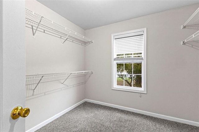 walk in closet featuring carpet