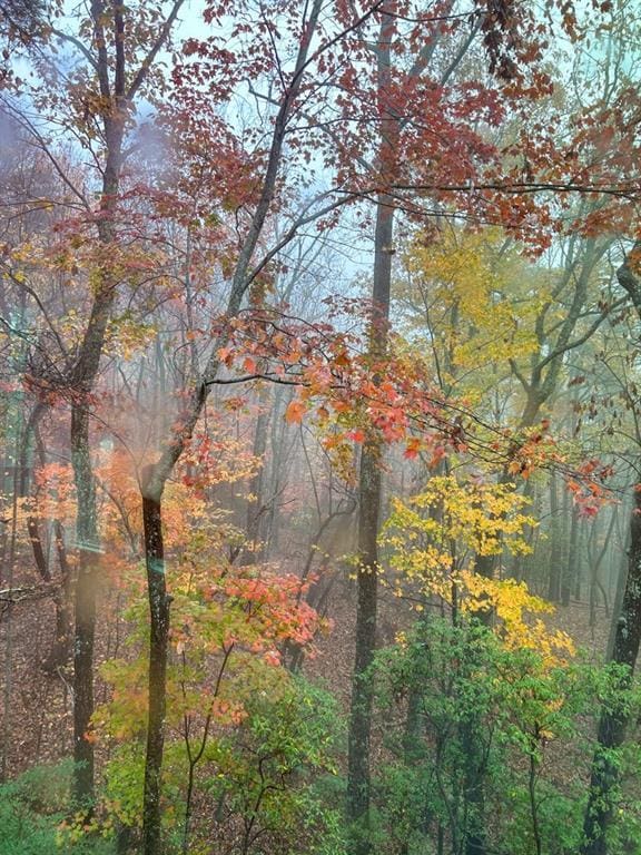 6 Huntington Pl, Dahlonega, GA 30533 - view of tree filled area