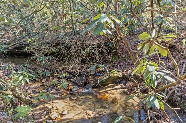 view of local wilderness