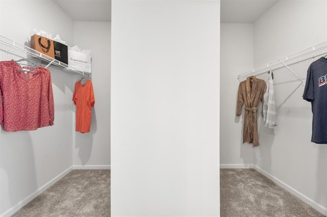 walk in closet featuring carpet floors