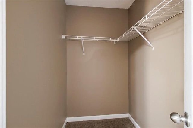 walk in closet with carpet floors