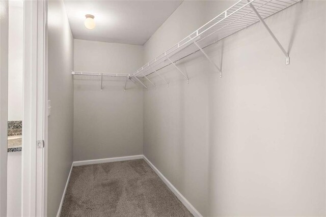 walk in closet featuring carpet flooring