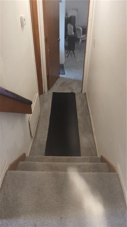 staircase featuring carpet floors