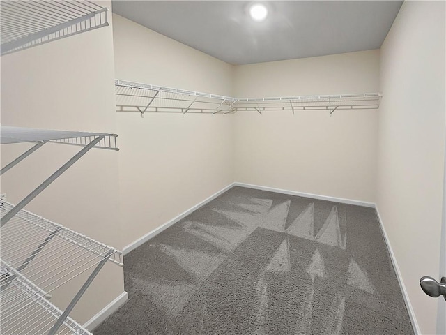 spacious closet featuring carpet