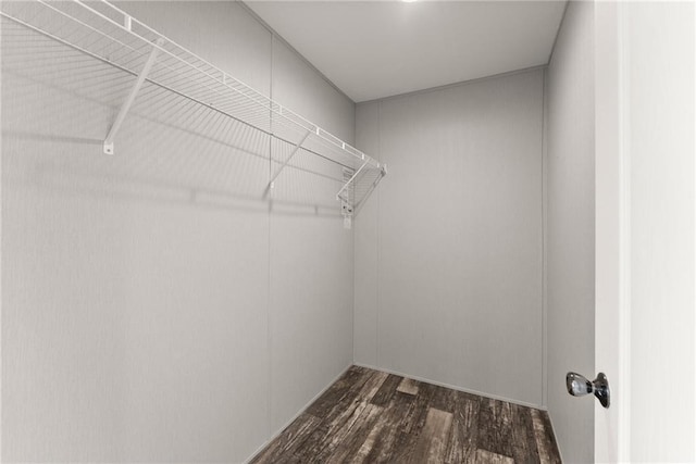 walk in closet with dark hardwood / wood-style floors