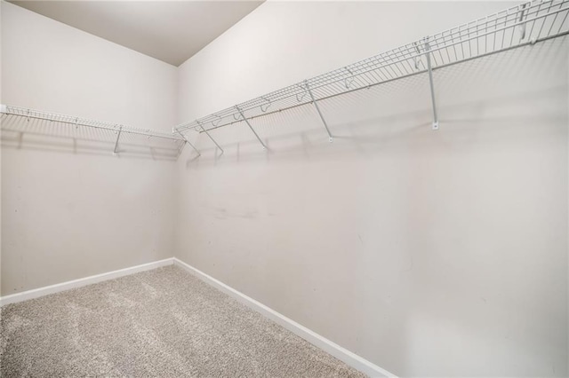 walk in closet featuring carpet floors