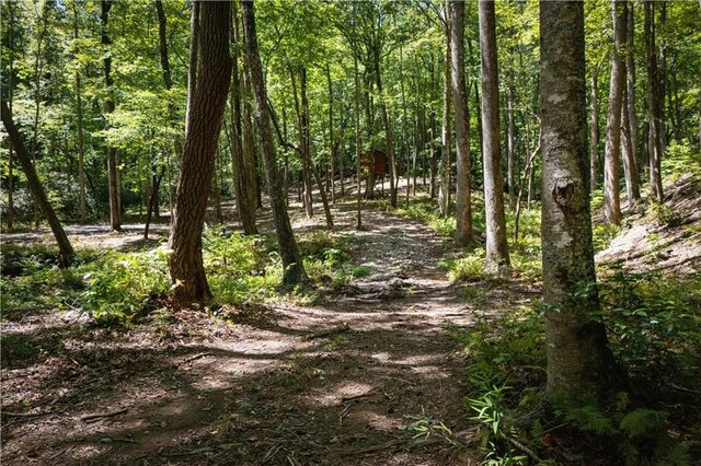 view of local wilderness