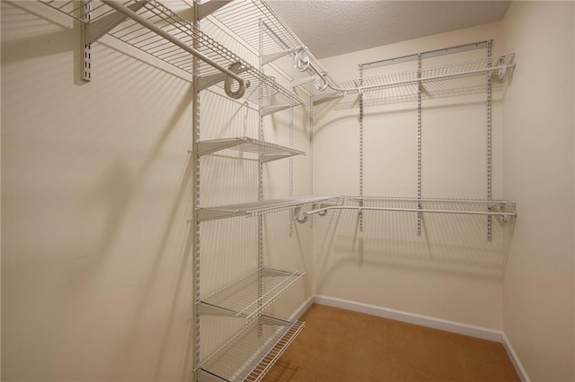 walk in closet featuring carpet flooring