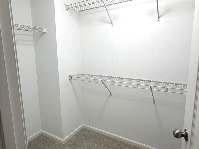 walk in closet with carpet floors