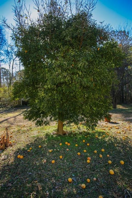 272 Old Sudie Rd, Hiram, GA 30141 - view of yard