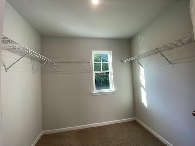 spacious closet with carpet floors