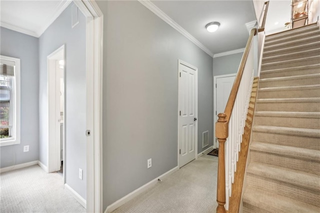 stairs with crown molding and carpet