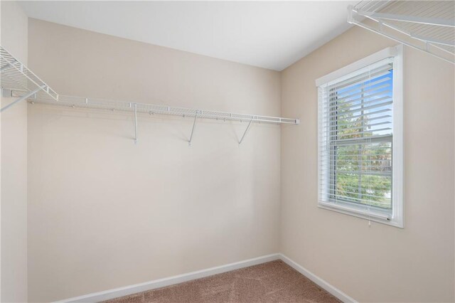 walk in closet featuring carpet flooring