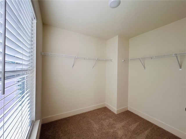 spacious closet featuring carpet