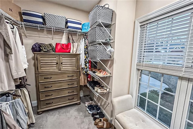 walk in closet with carpet floors